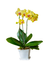 Wall Mural - Cluster of Phalaenopsis Orchids blossom in flower pot  isolated on white background