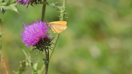 Farfalla arancione chiaro posata sul cardo, in primo piano