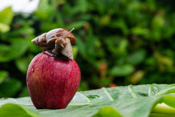 A small Achatina snail with a brown shell crawling on a wet bright red apple lying on a wet green leaf close-up..Cosmetology concept