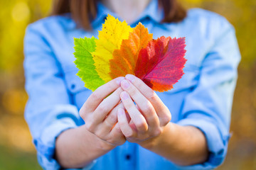 Color palette nature autumn leaves in hands