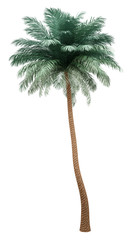 Wall Mural - silver date palm tree isolated on white background