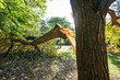  Large tree limb broken off during the 