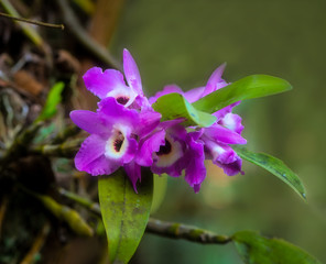 Laelia orchids in nature, pink, against green background