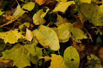 Canvas Print - fallen leaves in autumnm, yellow background