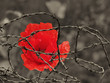 a bright red poppy flower against a sepia toned field behind tangled barbed wire war remembrance day concept image