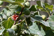Ripe fig fruit on tree revealing its red inside
