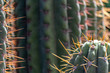 Detailed close-up of cactus showing orange spines and spider thread