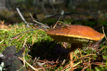 Bay Bolete (Imleria Badia) An Edible, Pored Mushroom In Green Moss In Polish Forest. Mushrooming In Autumn Sunny Day. Close-up
