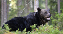 Brown Bear With Open Mouth In The Summer Forest.  Green Forest Natural Background. Scientific Name: Ursus Arctos. Natural Habitat. Summer Season.