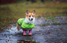  Portrait Cute Puppy A Red-haired Corgi Dog Stands For A Walk In Rubber Boots And A Raincoat On An Autumn Rainy Day In The Garden