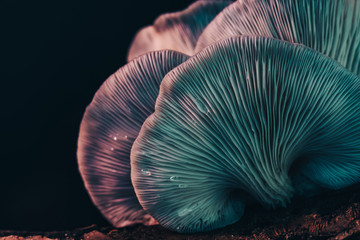 Poster - Beautiful bunch mushrooms color light in the tree  black background texture. Macro Photography View.