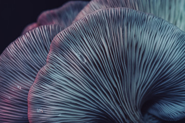 Poster - Close up beautiful bunch mushrooms color light in the tree background texture. Macro Photography View.