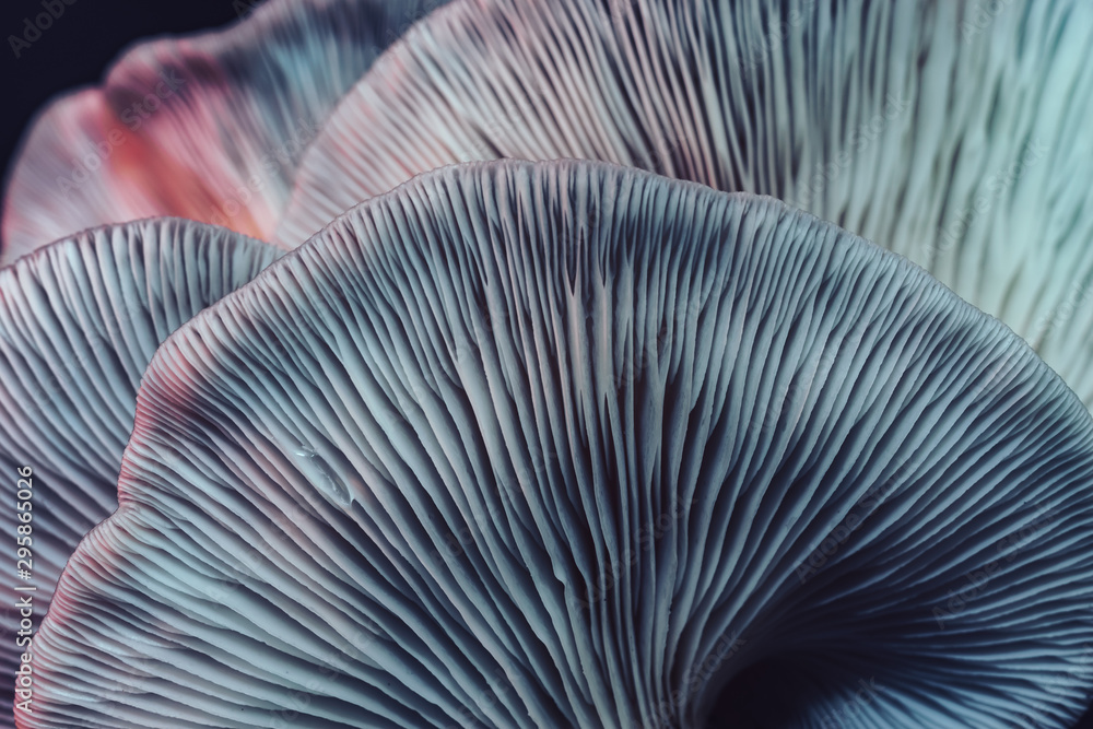 Close up beautiful bunch mushrooms color light in the tree background texture. Macro Photography View. - obrazy, fototapety, plakaty 