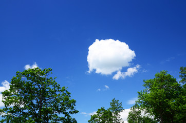 Nice clouds above forest trees