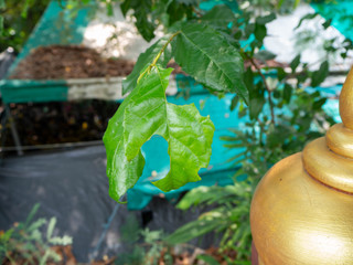 Leaf is eaten by insects in the park