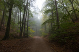 Fototapeta Krajobraz - path in misty green forest