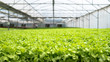 Chemical-free vegetables in hydroponics farms