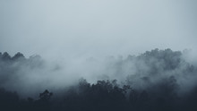 In The Mist And Rain Forest, Darkness