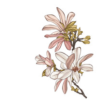 Magnolia Flower Drawings.