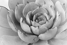 Close Up Rectangular Arrangement Of Succulents Cactus Succulents Cabbage Cactus: Succulent Plant With A Flower-like Design Rose Cactus, In A Black White 