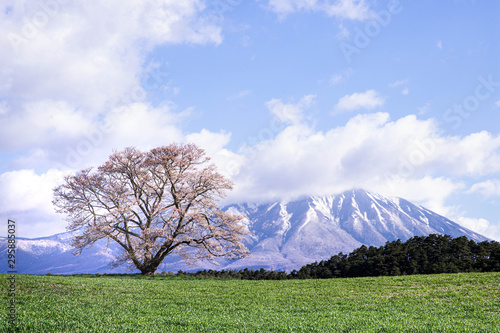 小岩井農場の一本桜と岩手山 Stock Photo Adobe Stock 小岩井農場の一本桜と岩手山 Stock Photo Adobe Stock