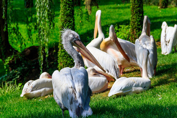 Wall Mural - Flock of great white pelicans (Pelecanus onocrotalus) also known as the eastern white pelican, rosy pelican or white pelican on a lakeshore