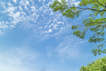 Wall Mural - Green foliage background cloudy sky.CR2