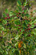 Black and red buckthorn berries on the branches.