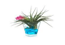 Tillandsia With Blue Bubble Soil Science In Transparent Cup.
