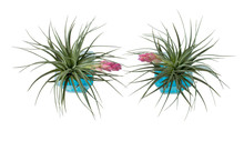 Tillandsia With Blue Bubble Soil Science In Transparent Cup.