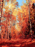 Fototapeta Las - autumn landscape forest with yellow red leaves with sunny light beams