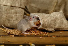 Closeup Young Gray Mouse Sits Near The Burlap Bags With Wheat On The Floor Of The Warehouse. Concept Of Rodent Control.