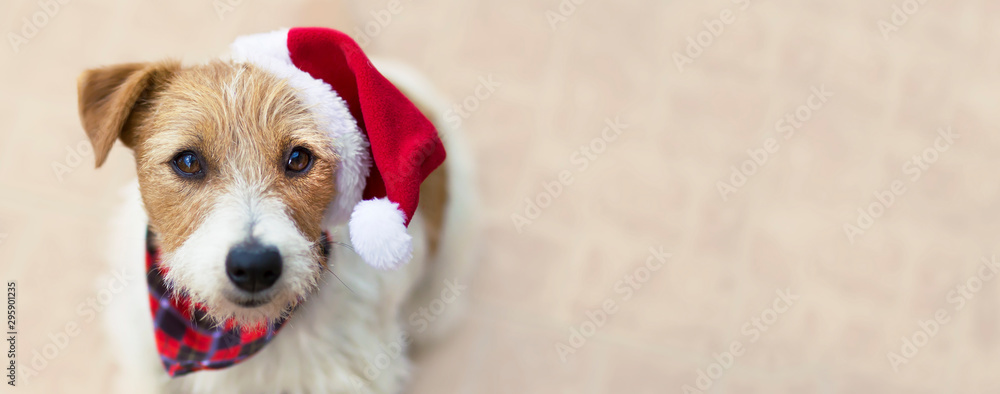 Happy christmas pet dog puppy with santa hat, web banner with copy space - obrazy, fototapety, plakaty 