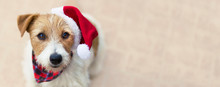 Happy Christmas Pet Dog Puppy With Santa Hat, Web Banner With Copy Space