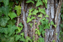 English Ivy Growing On Tree Bark Southern Maryland Patuxent River Calvert County Maryland
