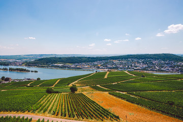 Wall Mural - Panorama of the middle Rhine River valley with beautiful vineyards sloping down to a distant medieval village of Rudesheim, Germany. Unesco