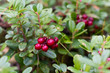 © Hanna - Closeup of wild lingonberries in forest in Finland