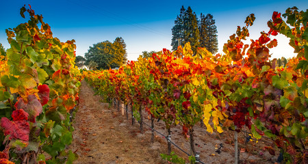 Fall Vineyard