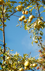 Sticker - Yellow apples on the three. Ripe apple branches against blue sky. Harvest time. Free space.