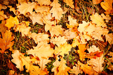 Wall Mural - Yellow and orange autumn oak leaves background. Colorful backround image of fallen autumn leaves perfect for seasonal use.