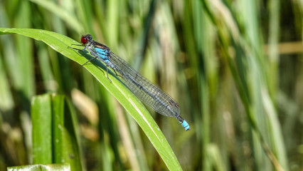 dragonfly on the grass