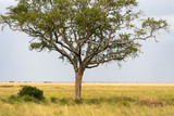 Fototapeta Sawanna - Leopard on the tree