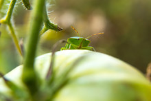 Green Beetle Nezara Viridula Walks On The Unripe Tomato Fruit.