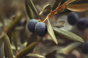 Wall Mural - Black olive tree background