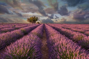 Canvas Print - Horizontal shot of a field of beautiful purple English lavender flowers under colorful cloudy sky