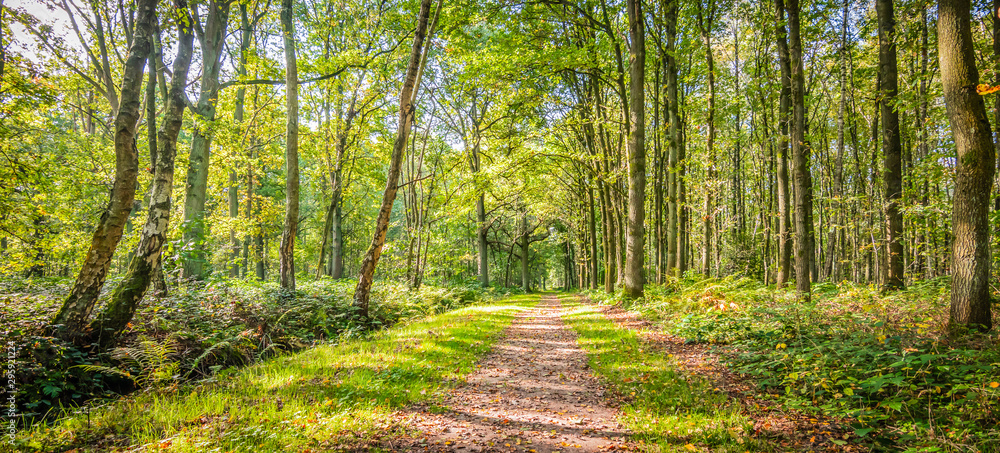 Natural landscape of belgian forest with deciduous trees and a hiking trail on a beautiful day in the beginning of the autumn. - obrazy, fototapety, plakaty 