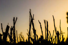 Silhouette Of Grass At Sunset