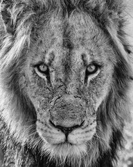 Wall Mural - Lion - portrait of a dominant male in Kruger National Park in South Africa