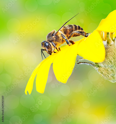 macro de una abeja recolectanto polen en una flor en el campo