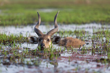 Male Sitatunga Antelope Hiding In Water